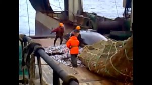 Акула попалась в трал рыбакам вместе с рыбой,