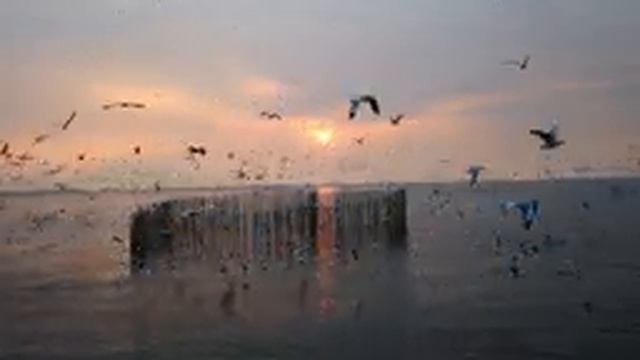 Звуки моря. Крики чаек. Спокойствие и умиротворение смотреть онлайн