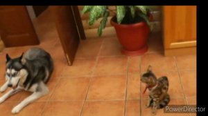 ВОЛКИ РУЛЯТ!