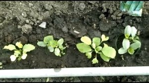 Подкармливая огурцы -   увеличиваем урожай!! Первая подкормка огурцов открытого грунта...