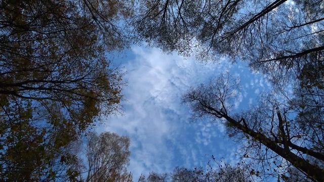 ПРИРОДА. ОСЕННИЙ ЛЕС. смотреть онлайн