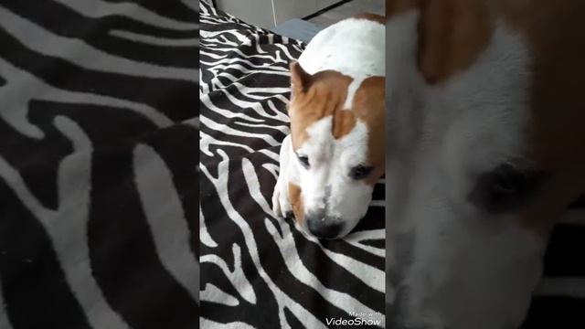 Стафф очень злой пёс смотреть онлайн