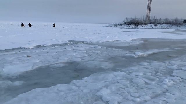 В поисках морских звёзд зимой | Японское море смотреть онлайн