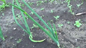 Лук репчатый, вредители, болезни, уход. ОПЛ.