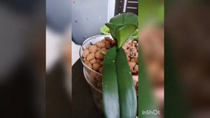 Посадка орхидеи в керамзит