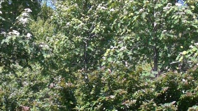 Сакура по Тушински смотреть онлайн