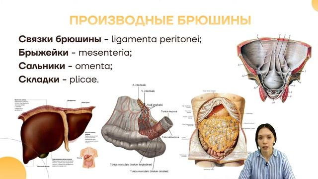 Кратко о брюшине | Анатомия | Умскул смотреть онлайн
