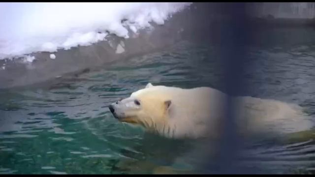 Первый снег Диксона в Московском зоопарке.Dixon's first snow at the Moscow Zoo..(Описание под видео смотреть онлайн