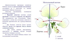 1.ОБЩАЯ ХАРАКТЕРИСТИКА СЕМЕЙСТВА БОБОВЫЕ (FABACEAE Lindl.)