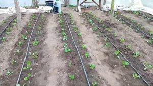 #обработка ранней капусты от вредителей