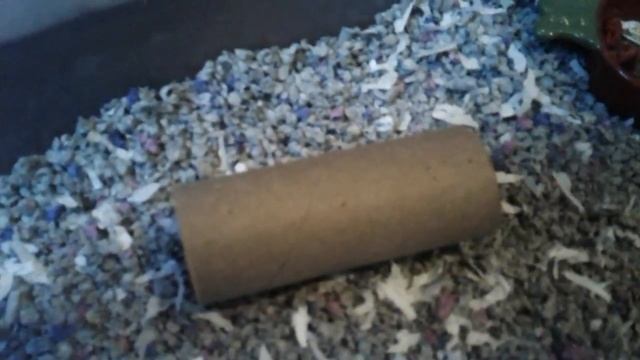 My First Video Mouse Cage Tour смотреть онлайн