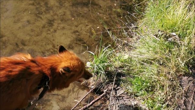 ВПЕРВЫЕ лис Альф плавает в пруду смотреть онлайн