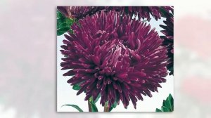 Астра китайская (Callistephus chinensis) - или каллистефус китайский