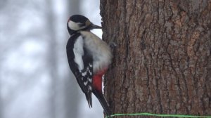 Немного про дятла и снегопад