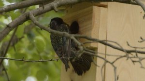 Młode szpaki / Young Starlings