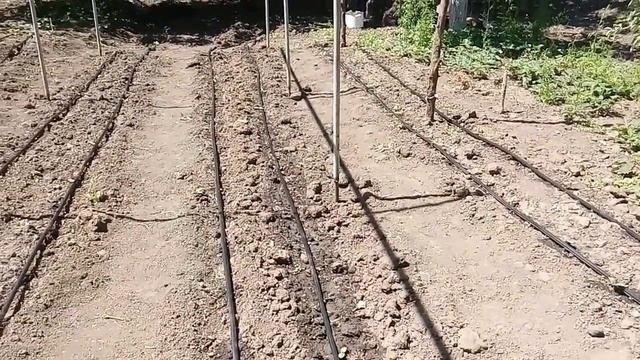Установили капельное орошение в огороде для томатов и огурцов. смотреть онлайн