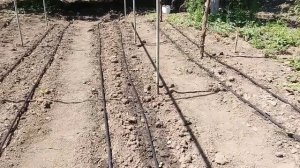 Установили капельное орошение в огороде для томатов и огурцов.