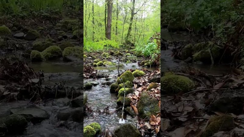 Spring Rain on a Forest Stream