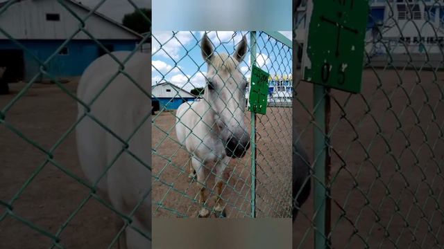 Зоопарк ( г. Минск) смотреть онлайн