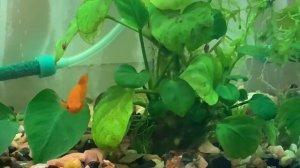 ВСЕ ПРО АНУБИАСЫ - СОДЕРЖАНИЕ В АКВАРИУМЕ/ПАЛЮДАРИУМЕ, ПОСАДКА, РАЗМНОЖЕНИЕ, РОСТ, ВИДЫ, НЮАНСЫ