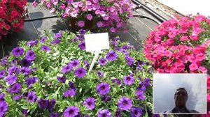 G & P Horticulteurs inc voyage USA1