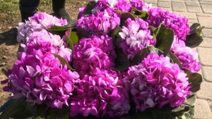 В эти дни в центре внимания защитников природы находятся первоцветы