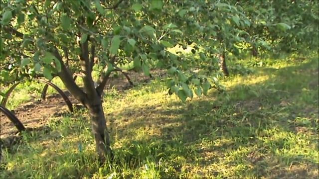 Ржавчина + черный рак появились в нашем саду Замазка помогающая при черном раке смотреть онлайн