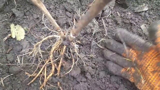 Деление трёхлетних древовидных пионов и посадка. смотреть онлайн