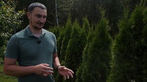 Озеленение территории