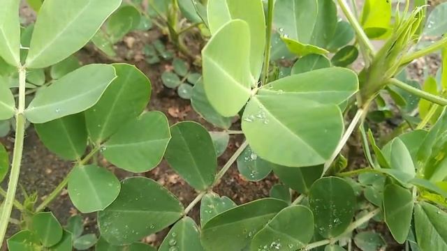 Утренняя роса смотреть онлайн