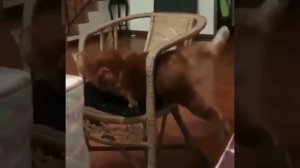 Не пролазит.mp4