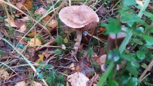 Грибы Паутинники в лесу Оленьем. Смоленск.