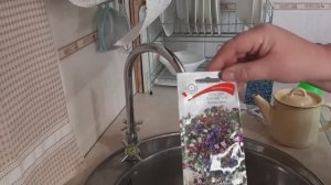 Посев петунии и лобелии с фитоспорином