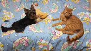 -- На медведя я , друзья, выйду без испуга!
💕 Моника & Симба