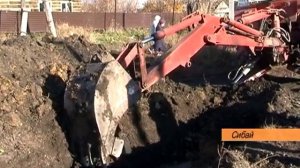 Камыш в огороде