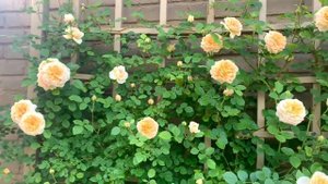 BATHSHEBA Climbing Rose (David Austin Rose )