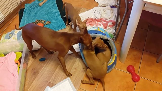 Mia Santo's Cirneco dell Etna смотреть онлайн