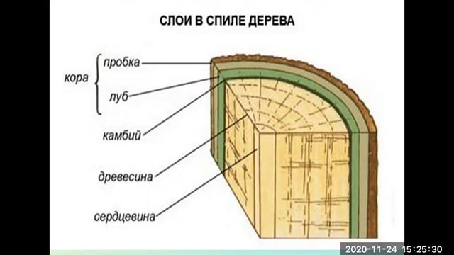 занятие на тему " Покрытосеменные растения" смотреть онлайн