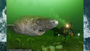 Самые большие акулы мирового океана (топ десятка)