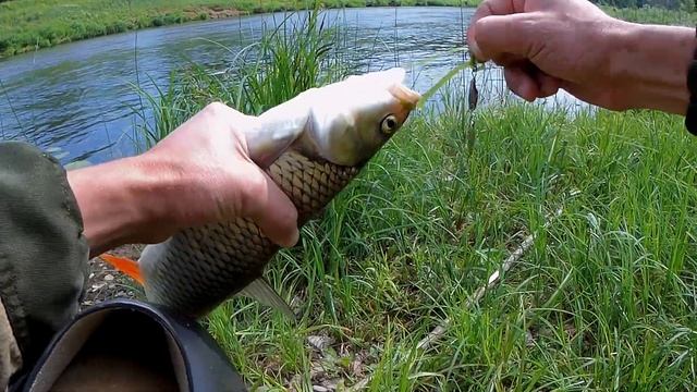 Голавль на спиннинг.Рыбалка на голавля.Ловля голавля на кренки и вертушки. смотреть онлайн