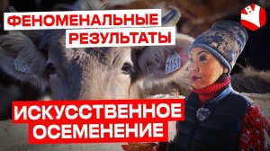 Искусственное осеменение коров и эмбриональная программа