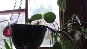 ПИЛЕЯ ПЕПЕРОМИЕВИДНАЯ ЭКСПЕРИМЕНТ С ЧЕРЕНКАМИ