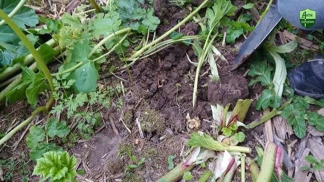 Топинамбур против борщевика, часть 3: есть ростки! смотреть онлайн