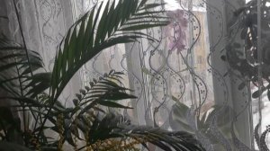 Зацвела ХАМЕДОРЕЯ /Hamedorea bloomed/ Уход за 12 летней пальмой, которая радует своим цветением