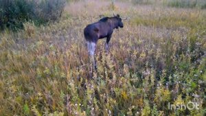 Лось во время гона. У лося сдали нервы. Кидается на квадрокоптер.