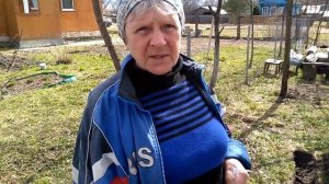 Яблоки - каждый год...!