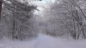 Сказочно красивый зимний Дендрологический парк в Новосибирске. Белки в парке.