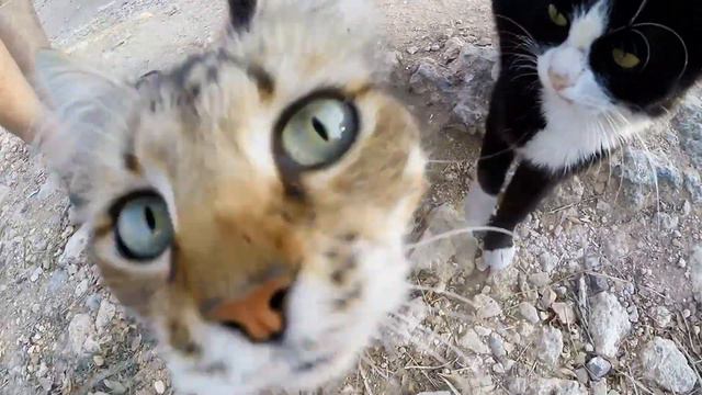 Голодные кошки смотреть онлайн