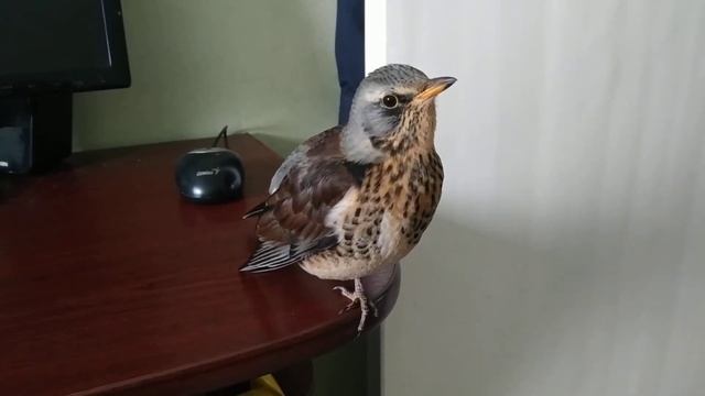 Пение дрозда рябинника. Дрозд Гвоздик смотреть онлайн