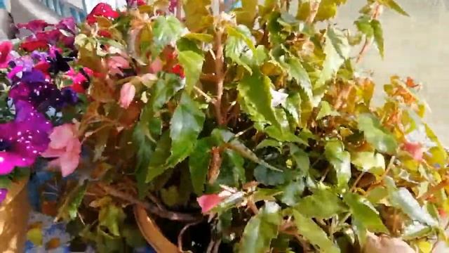 Мои однолетники, устойчивые к легкому заморозку.